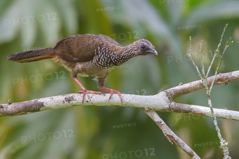 Speckled Chachalaca (Ortalis guttata) perched on a branch in Manu National Park, Peru, South America