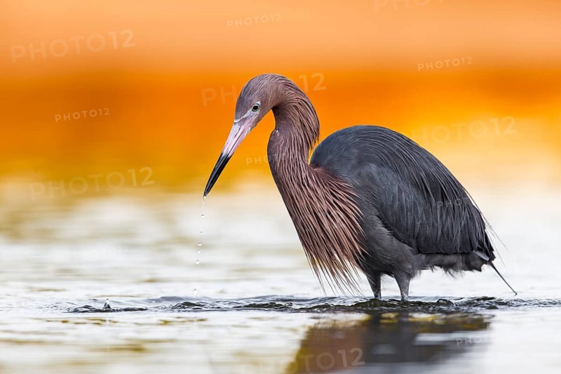 Rötelreiher (Egretta rufescens) Fam. Reiher (Ardeidae)