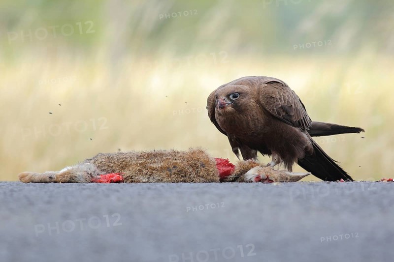 Black Falcon (Falco subniger), Victoria, Australia, Oceania