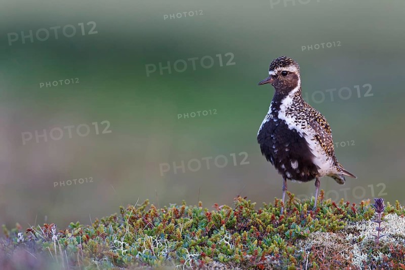 European Golden Plover (Pluvialis apricaria), Iceland, Europe