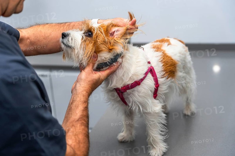Veterinarian carefully examining the ear of a small dog during a check up in a veterinary clinic