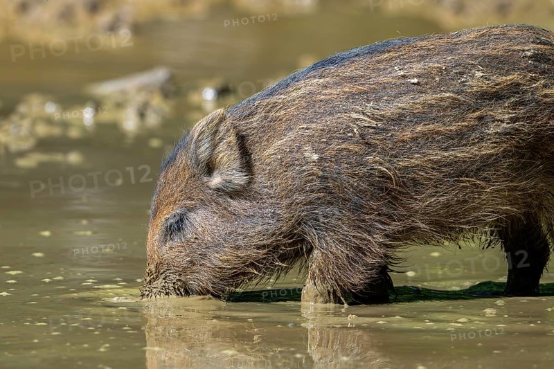 Wild boar (Sus scrofa) squeaker foraging in the mud of puddle in forest in spring