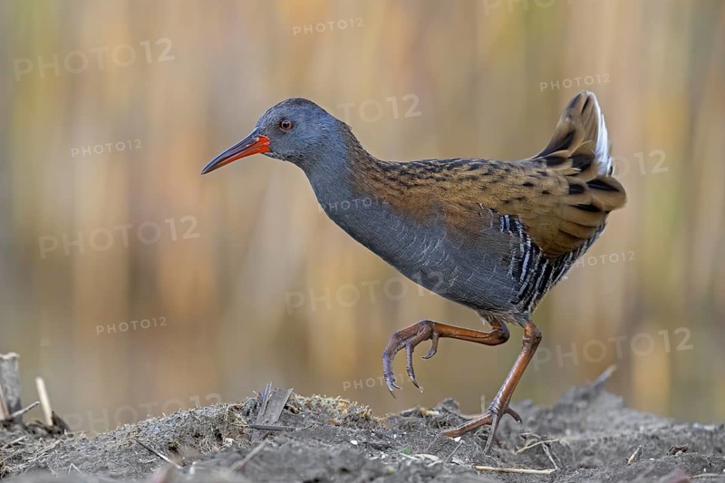 Water Rail (Rallus aquaticus) foraging, Saxony-Anhalt, Germany, Europe