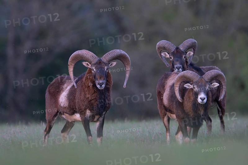 European mouflon (Ovis gmelini musimon, Syn.: Ovis orientalis musimon, Ovis aries musimon), Gerolstein, Eifel, Rhineland-Palatinate, Germany, Europe