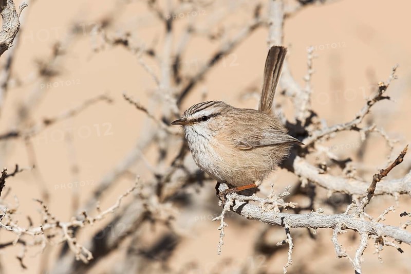 Streaked Scrub Warbler (Scotocerca inquieta), Eilat, Israel, Asia