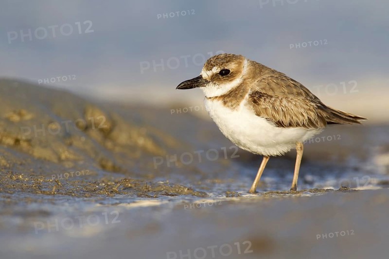 Wilson's Plover (Charadrius wilsonia), Florida, USA, North America