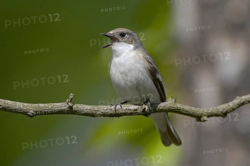 European Pied Flycatcher (Ficedula hypoleuca) female singing, Brandenburg, Germany, Europe