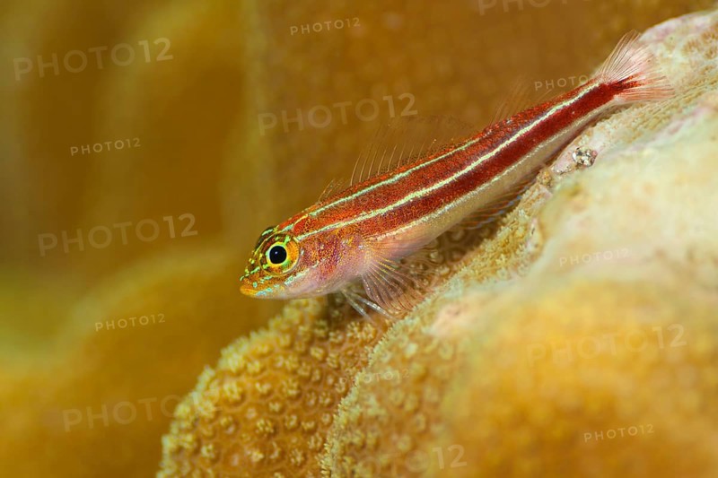 Zwerghähnchen, Helcogramma striata Tropical Striped Triplefin, Helcogramma striata