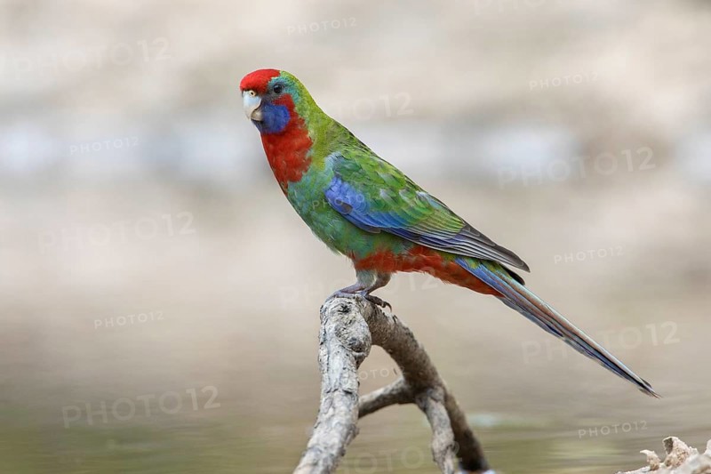 Crimson Rosella (Platycercus elegans) juvenile perched on a branch, Victoria, Australia, Oceania