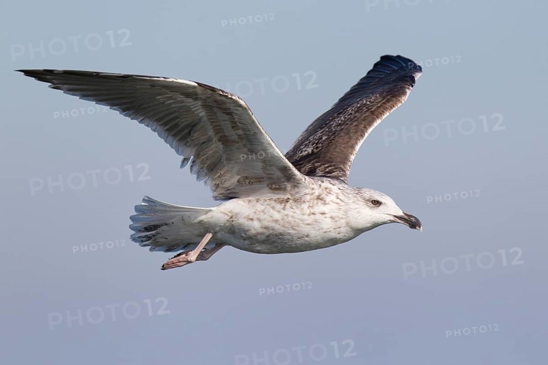 Great Black-backed Gull (Larus marinus) juvenile flying, North Sea, Germany, Europe