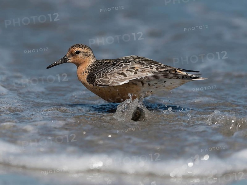 Red Knot (Calidris canutus), Schleswig-Holstein, Germany, Europe
