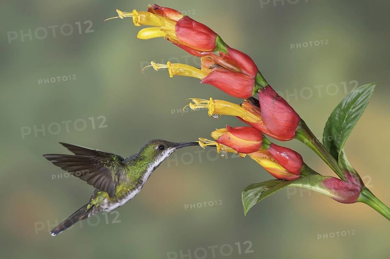 Green-breasted Mango (Anthracothorax prevostii), Costa Rica, Central America