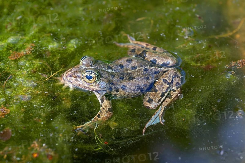 Grass frog (Rana temporaria) in a pond, Erlangen Botanical Garden, Middle Franconia, Bavaria, Germany, Europe