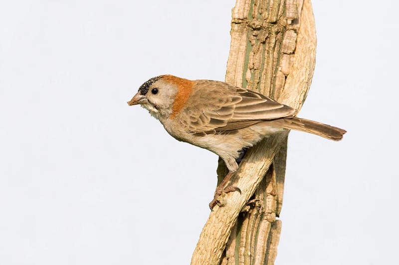 Schuppenkopfweber (Sporopipes frontalis) perched on a branch, Uganda, Africa