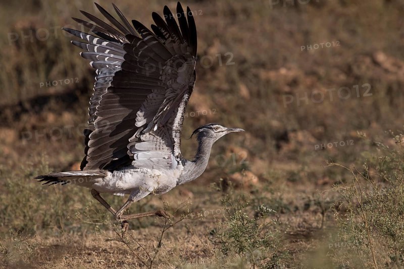 Kori Bustard (Ardeotis kori struthiunculus) male taking flight, Oromia, Ethiopia, Africa