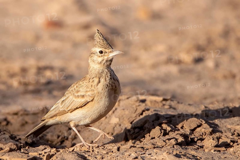 Maghreb Lark (Galerida macrorhyncha randonii), Rgabi, Morocco, Africa