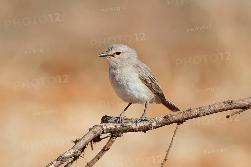 African Grey Flycatcher (Melaenornis microrhynchus), Samburu, Kenya, Africa