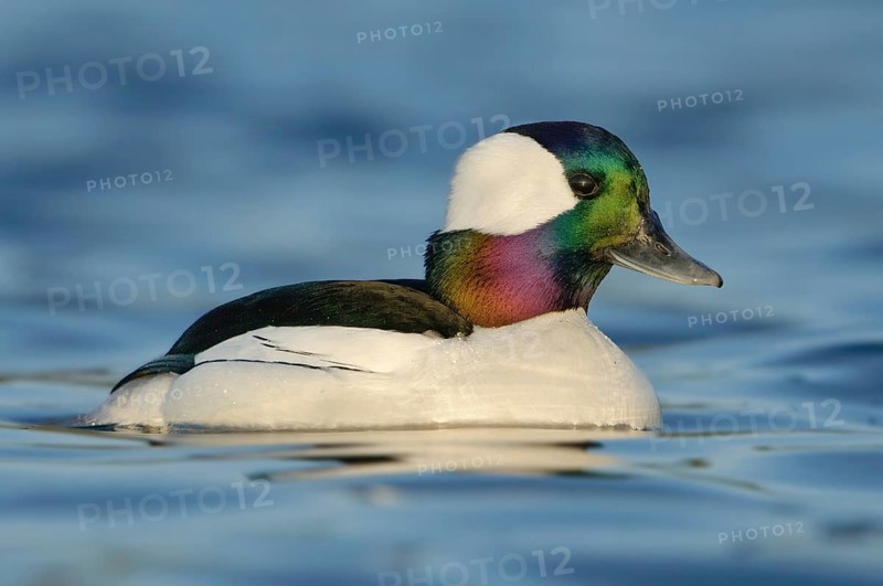 Bufflehead (Bucephala albeola) male, British Columbia, Canada, North America