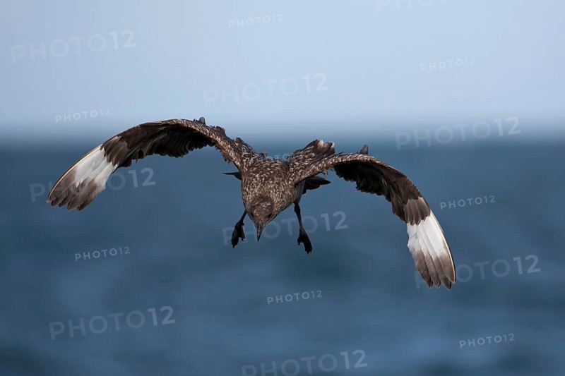 Great Skua (Stercorarius skua) landing, North Sea, Germany, Europe