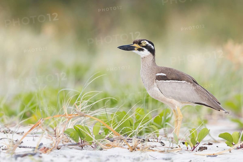 Beach Stone-curlew (Esacus magnirostris) perched on the beach in eastern Australia