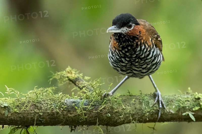 Black-crowned Antpitta (Pittasoma michleri) perched on a branch in Panama