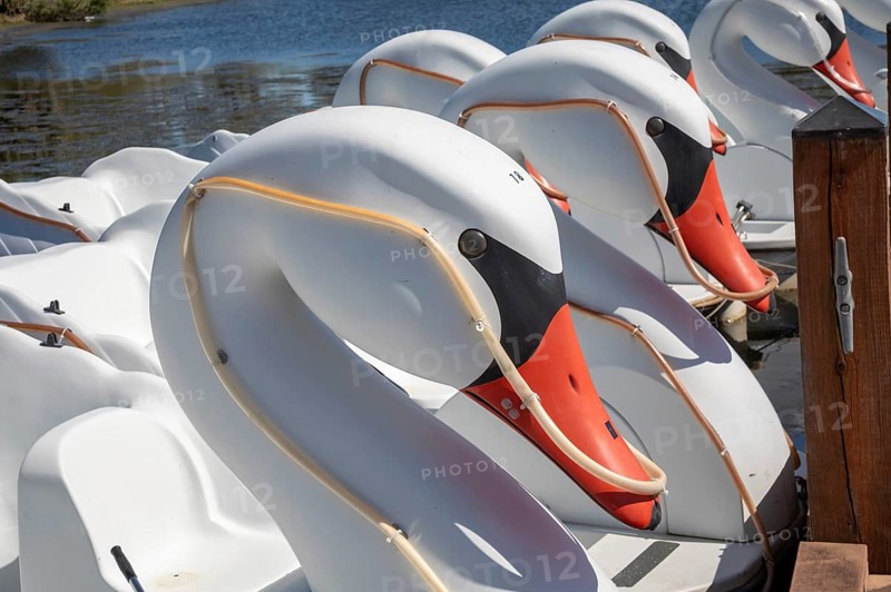New Orleans, Louisiana - Swan boat rentals on Big Lake in New Orleans City Park