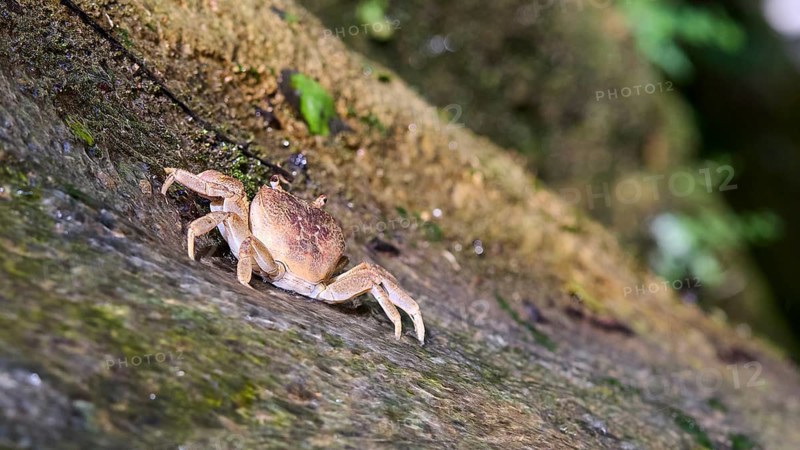 Close-up of a freshwater crab (Potamon potamios) on a moss-covered rock, Butterfly Valley, Butterfly Valley, Rhodes, Dodecanese, Greek Islands, Greece, Europe