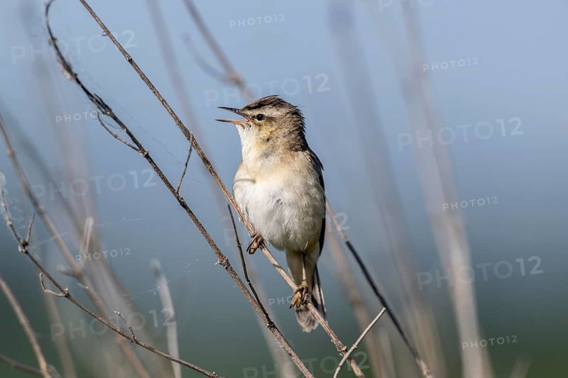 Reed Warbler (Acrocephalus schoenobaerus), Lower Saxony, Germany, Europe