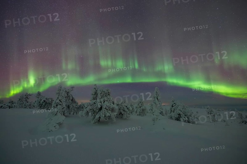 Northern lights over winter landscape, snow-covered trees, Riisitunturi National Park, Posio, Lapland, Finland, Europe