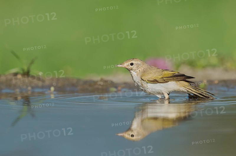Western Bonelli's Warbler (Phylloscopus bonelli) bathing in a waterhole, Aostatal, Italia