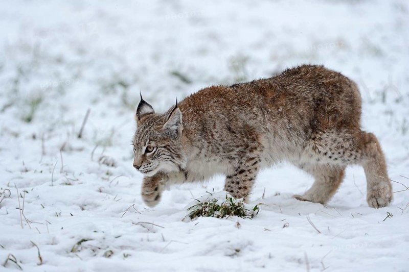 Eurasian Lynx (Lynx lynx) cub sneaking up in snow, North Rhine-Westphalia, Germany, Europe