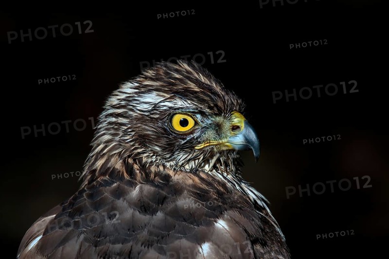 Havik, northern goshawk, Accipiter gentilis