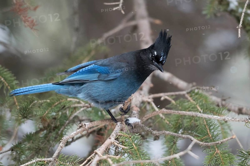 Steller's Jay (Cyanocitta stelleri) perched on a branch, Wyoming, USA, North America