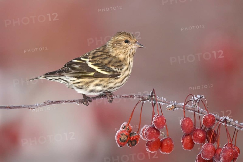 Pine Siskin (Spinus pinus), Ohio, USA, North America