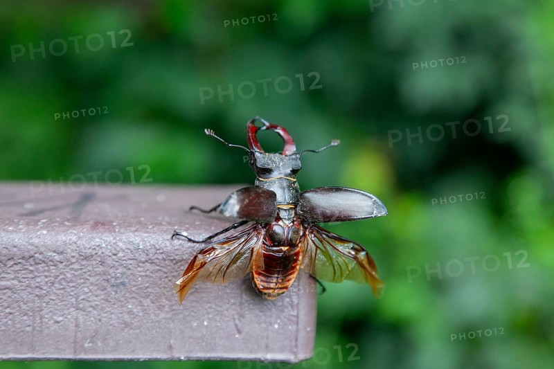 Ready for take-off - stag beetle shortly in front of take-off