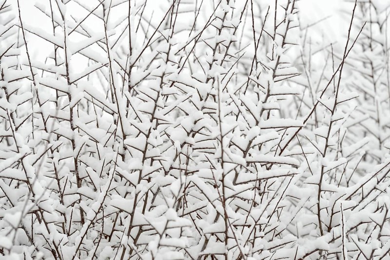 Thorny branches covered with snow, North Rhine-Westphalia, Germany, Europe