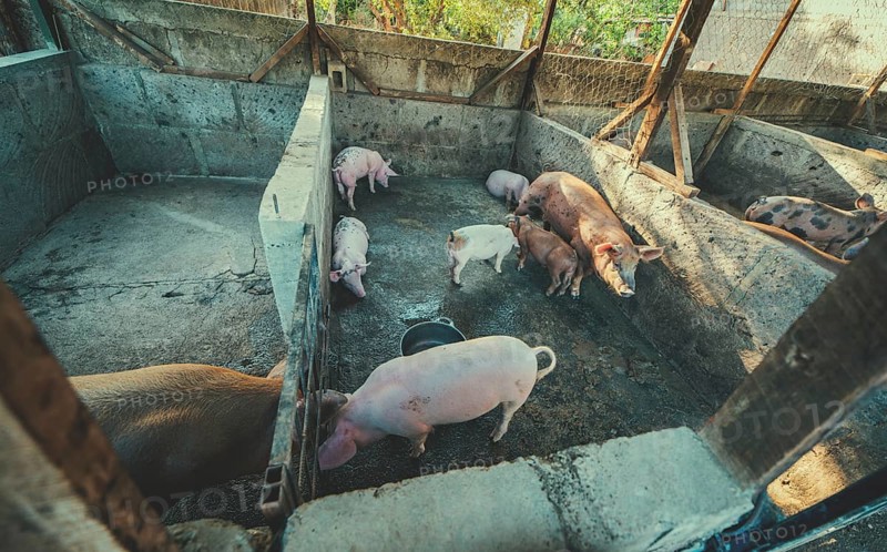 View of beautiful home pigs in a pig farm. Pigs in a home pig farm