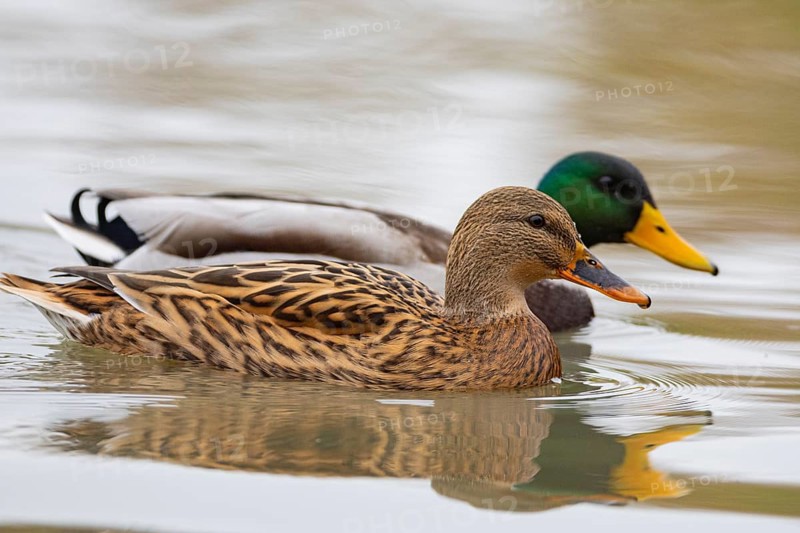 Mallard (Anas platyrhynchos) Pair Germany
