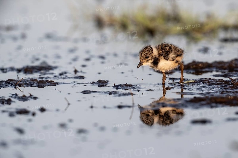 Young lapwing (Vanellus vanellus), Lower Saxony, Germany, Europe