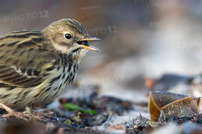 Meadow Pipit (Anthus pratensis) on ground, Schleswig-Holstein, Germany, Europe