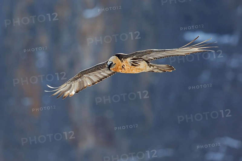Bearded Vulture (Gypaetus barbatus) flying, Valais, Switzerland, Europe