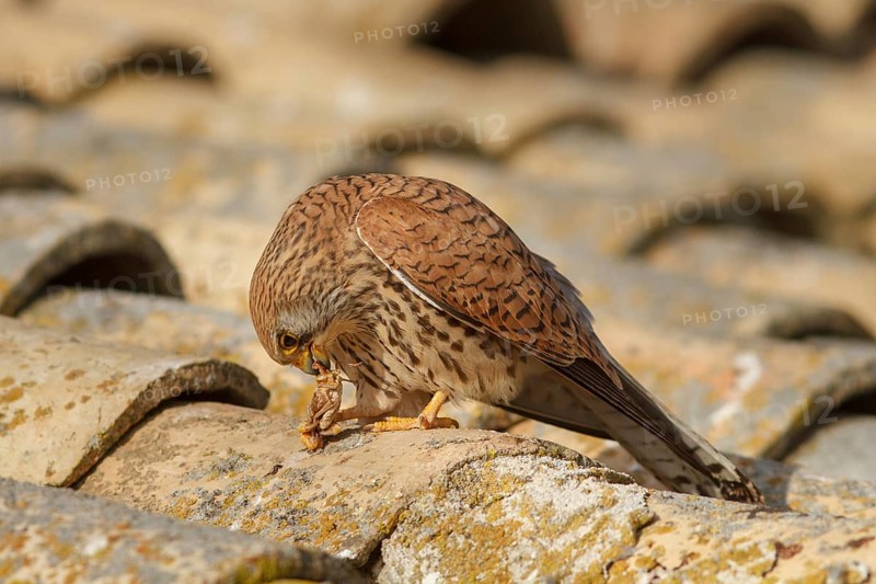 Lesser Kestrel (Falco naumanni), female eating a cricket, Castile-La Mancha, Spain, Europe