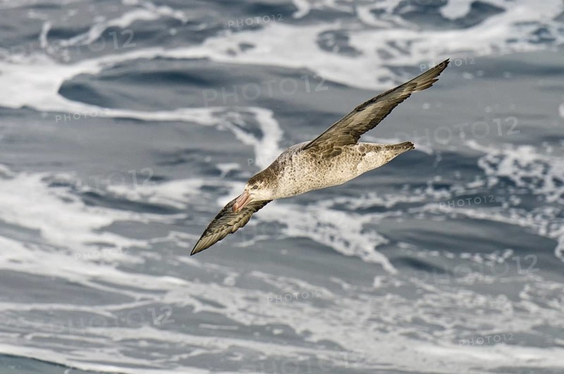 Southern Giant Petrel (Macronectes giganteus), Antarctica