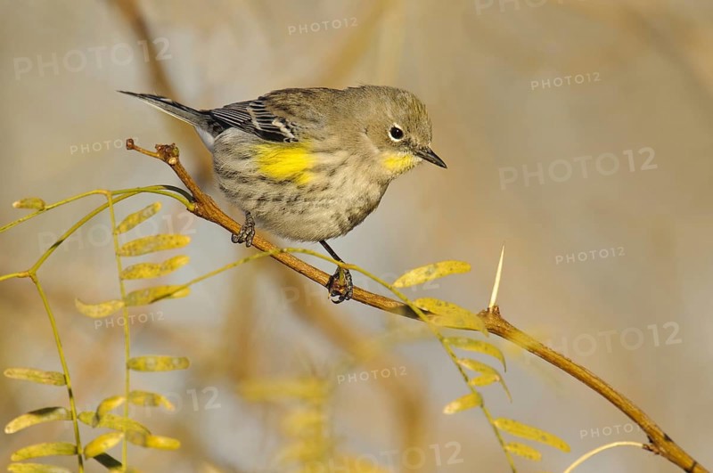 Audubon's Warbler (Setophaga auduboni), Arizona, USA, North America