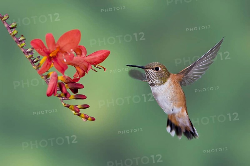 Rufous Hummingbird (Selasphorus rufus) female, British Columbia, Canada, North America