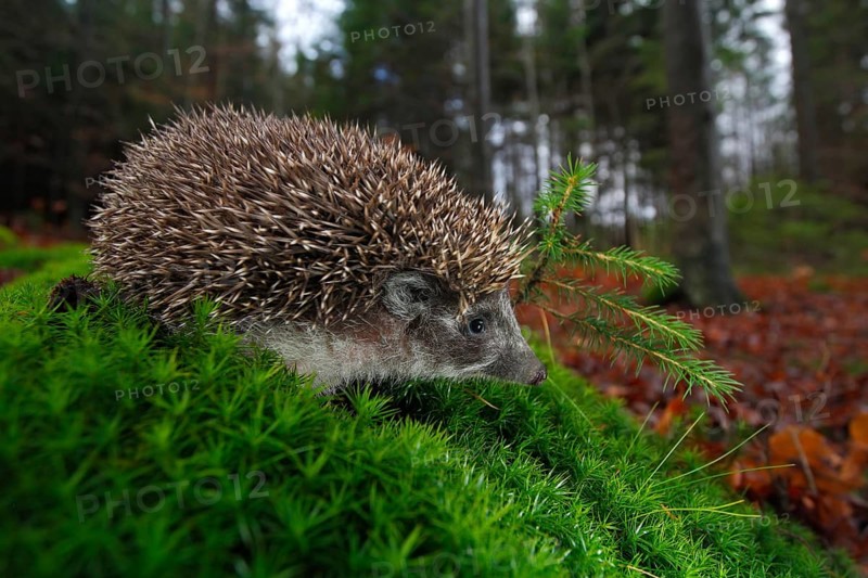 European Hedgehog, Erinaceus europaeus, on a green moss at the forest, photo with wide angle