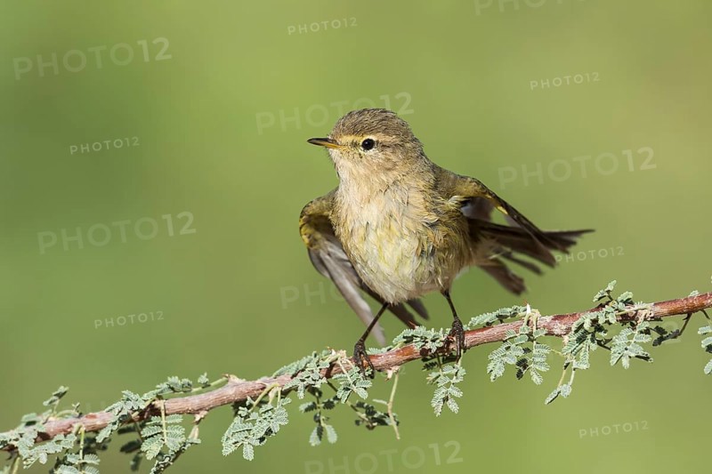 Common Chiffchaff (Phylloscopus collybita), Eilat, Israel, Asia