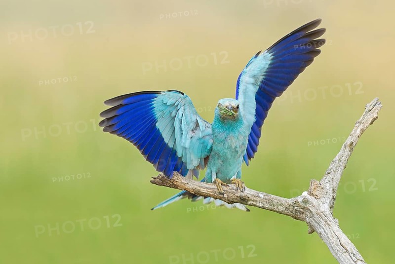 European Roller (Coracias garrulus) landing on a branch with grasshopper in beak, Hortobagy National Park, Hungary, Europe