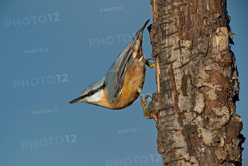 Eurasian Nuthatch (Sitta europaea) climbing down a tree, Aosta Valley, Italy, Europe
