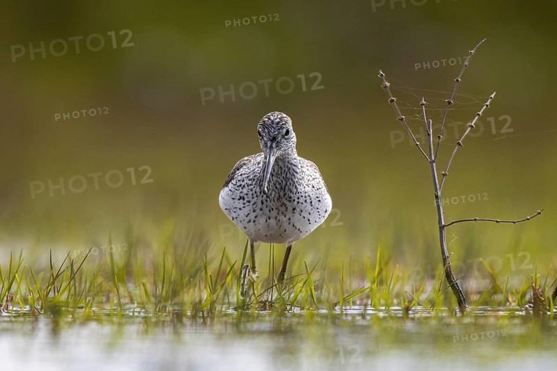 Common Greenshank (Tringa nebularia), North Rhine-Westphalia, Germany, Europe